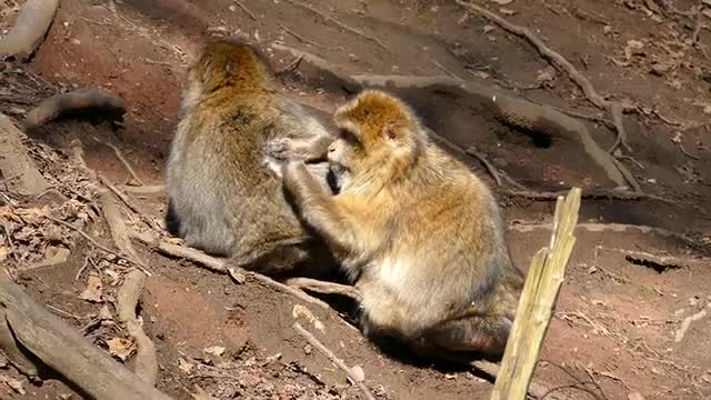 A monkey combs for his brother