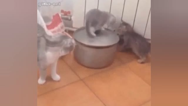 Best Funny Animal Videos 2022 😂😺 - Funniest Dog & Cat Videos 😇