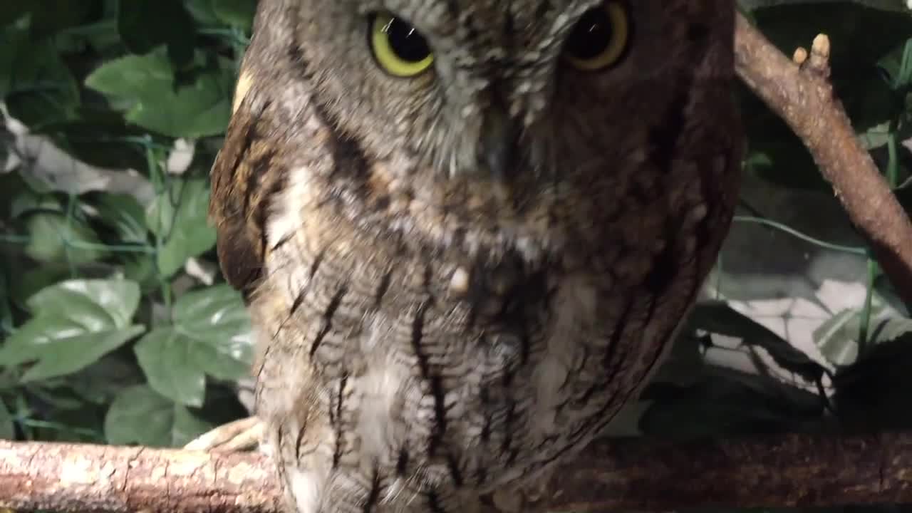 Beautiful owl with stunning eyes