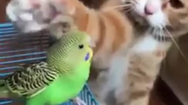 Cats playing with birds