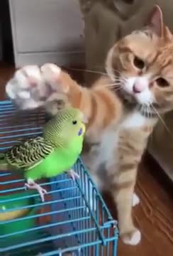 Cats playing with birds