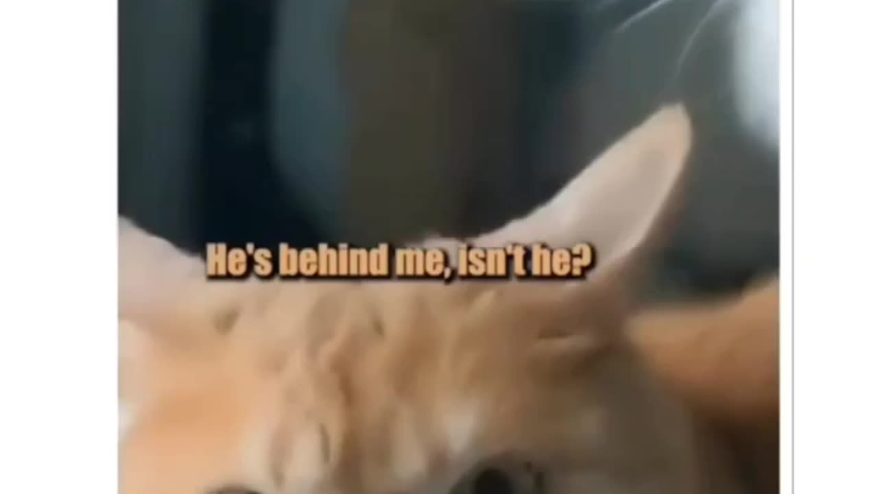 This make my day :) ! Fun cats