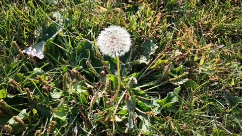 Dandelion