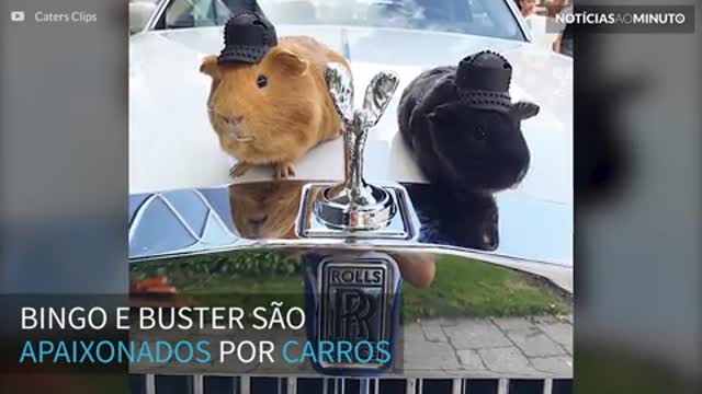 Velozes e estilosos! Porquinhos-da-índia passeiam em carros de luxo