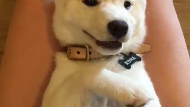 Xiao Huang wears a necklace for herself, the king of the mountains