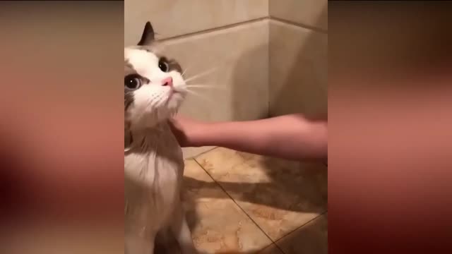 Cute cat bath time funny video😂😁look's who was talking🙄