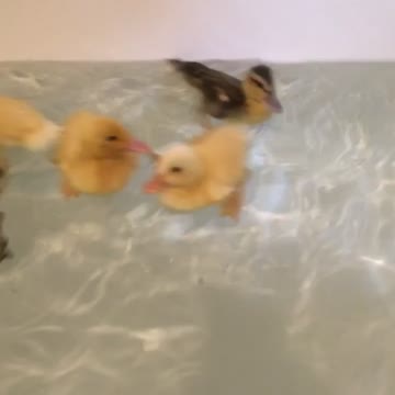 Ducklings taking a bath