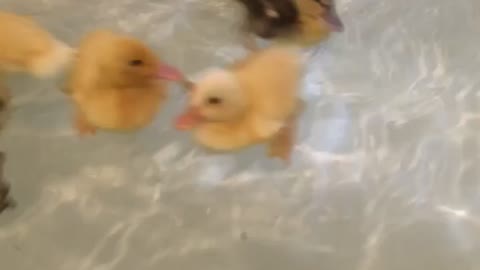 Ducklings taking a bath