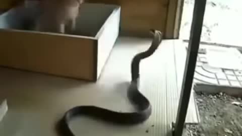 Cat vs cobra