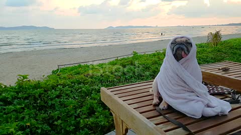 Pugdog cute boy