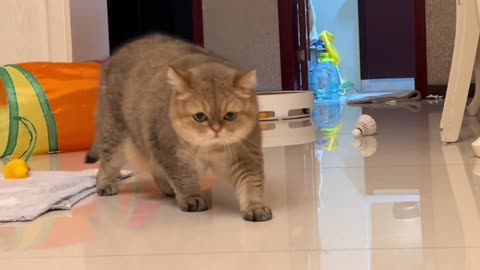Funniest Cat 2023 l Cute Cat