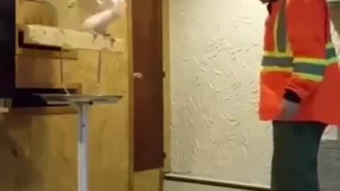 Angey parrot shouts at owner for breaking his cage