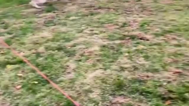 Dog for Christmas present