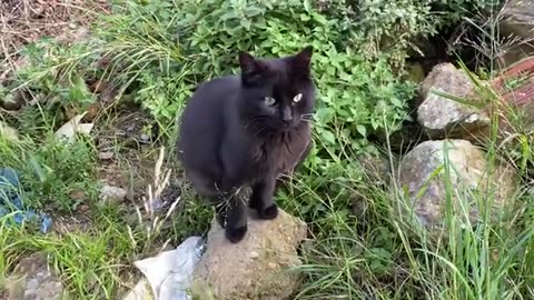 I gave food to cute street cats. These cats are so beautiful.