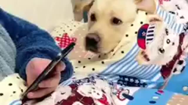 Fart, Stink Fur Baby