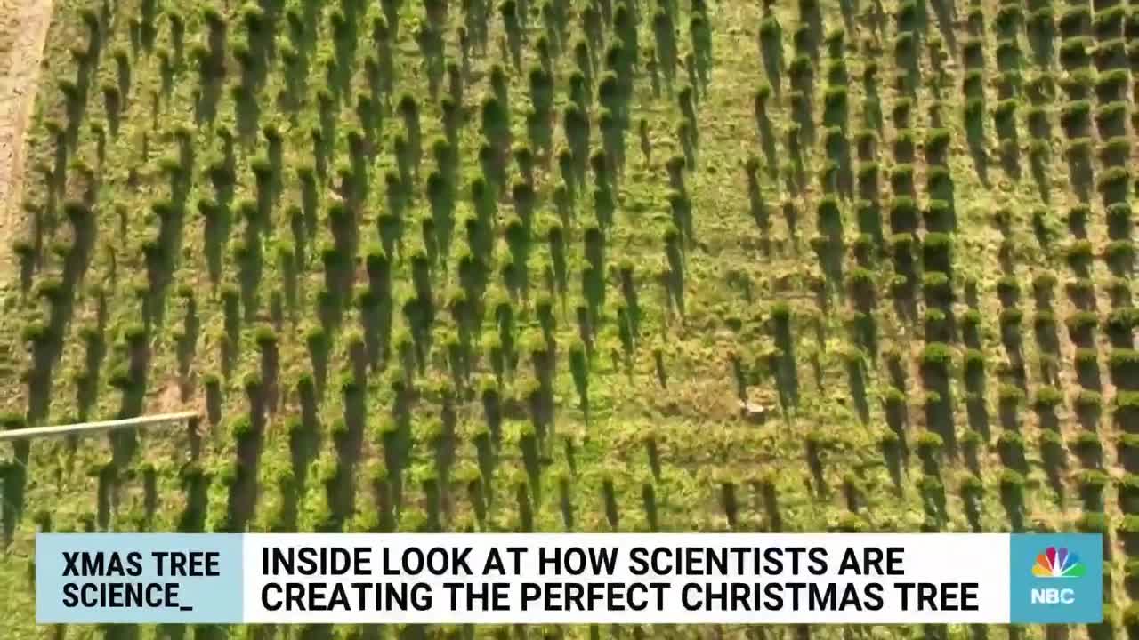 How do scientists create the perfect Christmas tree