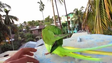 2022 - Ringneck Parrot Price In Bangladesh And India - Tia Pakhir Dam - Grow Lifep4