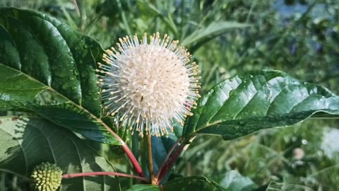 Sugar Shack Buttonbush