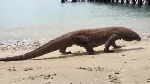 A Large Komodo Dragon Walking On the Beach