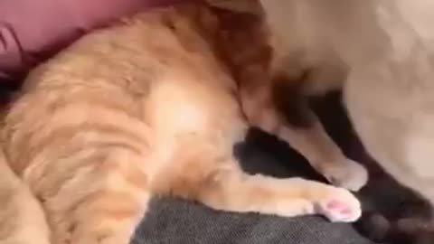 Funny animals videos 😻😻😹😹😺😺 #funnymoments #funnyvideo