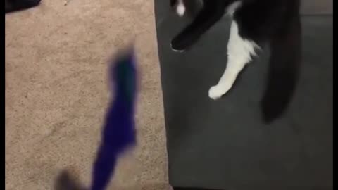 🤣🤣🤣🤣🤣Funny cat video 🤣🤣🤣🤣🤣