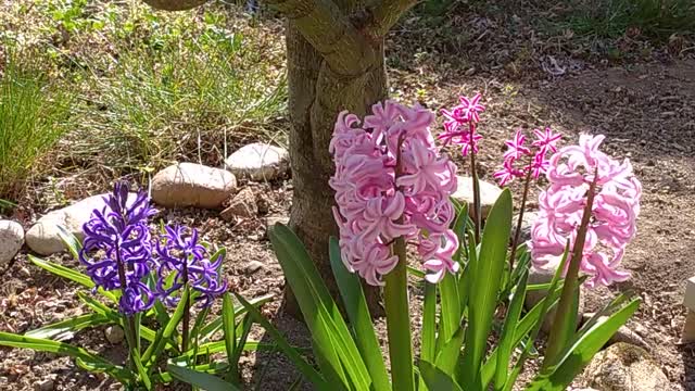 My beautiful fragrant and colorful flowers in my garden.