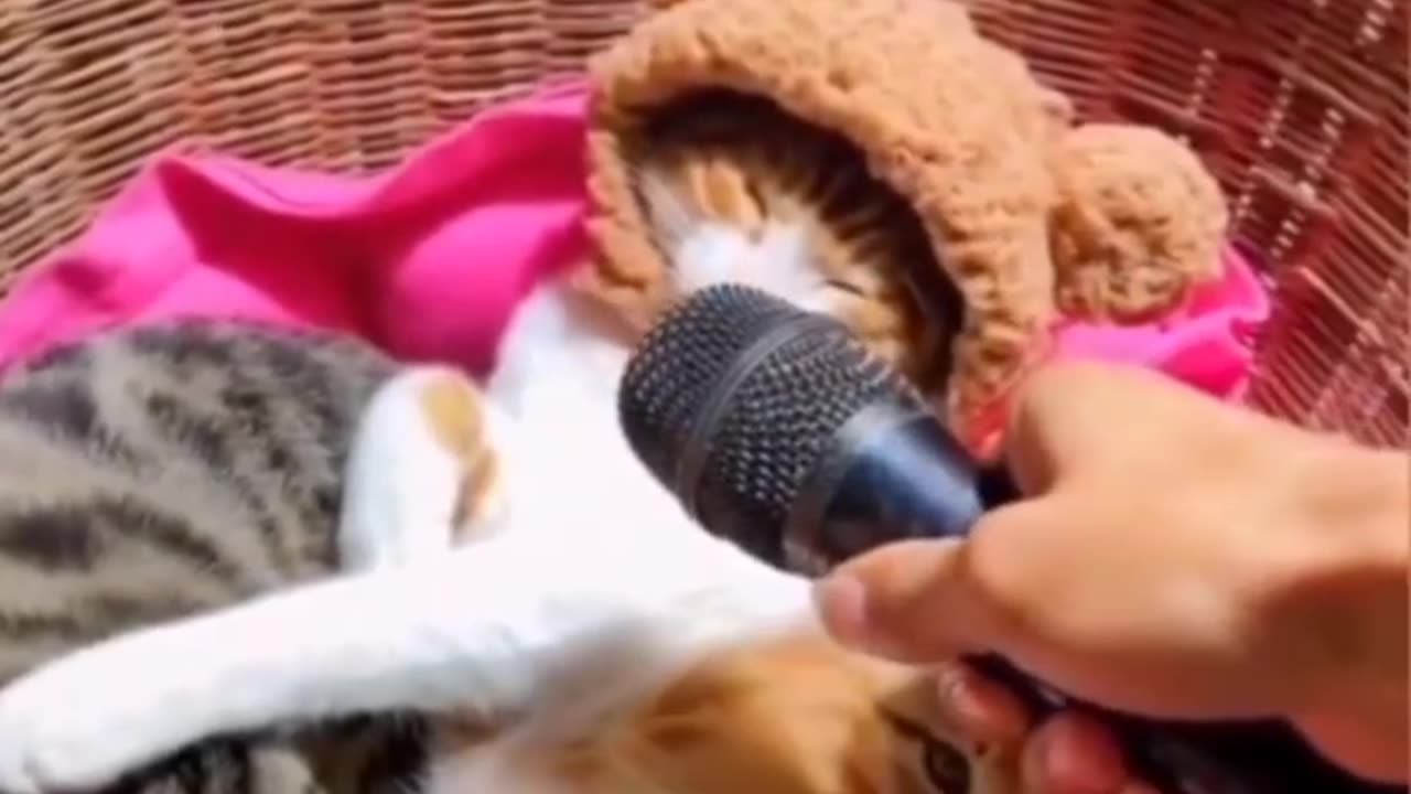 Cute and very funny 😂 video cats 😹and dogs 🐕