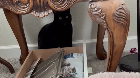 Cute Precious Piper Sits in Her Secret Agent Spot - Adopting a Cat from a Shelter Vlog