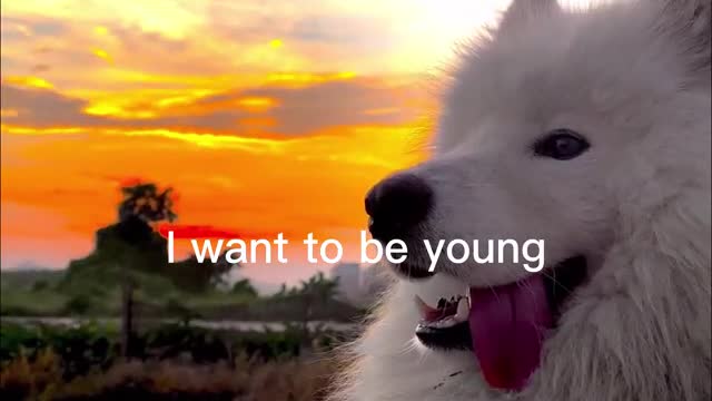 Dog's Twilight
