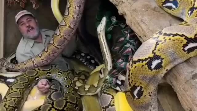 Snakes caught man #snakes