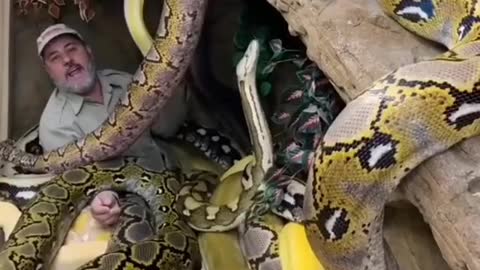 Snakes caught man #snakes