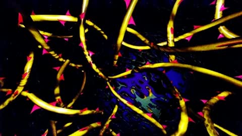 Black Rose - If I Could Only Be With You