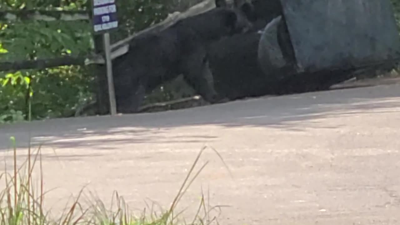 Black Bear Tries to Break Into Garbage