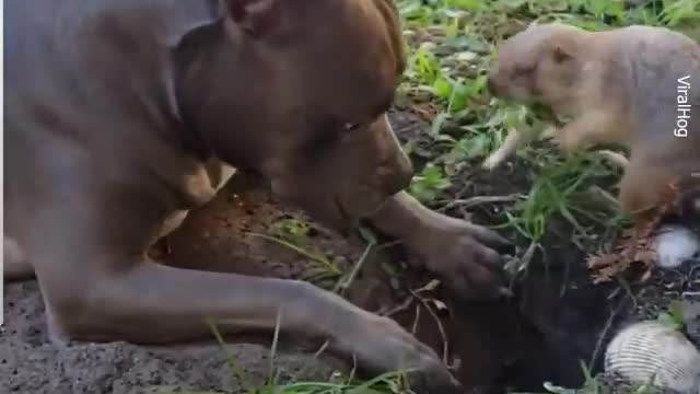 Adorable dog and weasel become friends each other