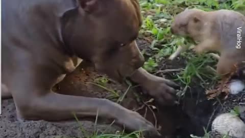 Adorable dog and weasel become friends each other