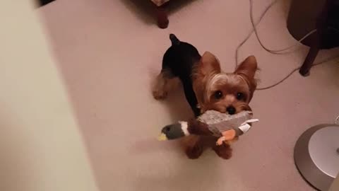 Yorkie trying to hde