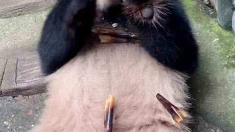 Panda lunch time