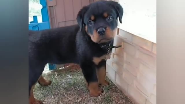 The funniest dogs on the internet