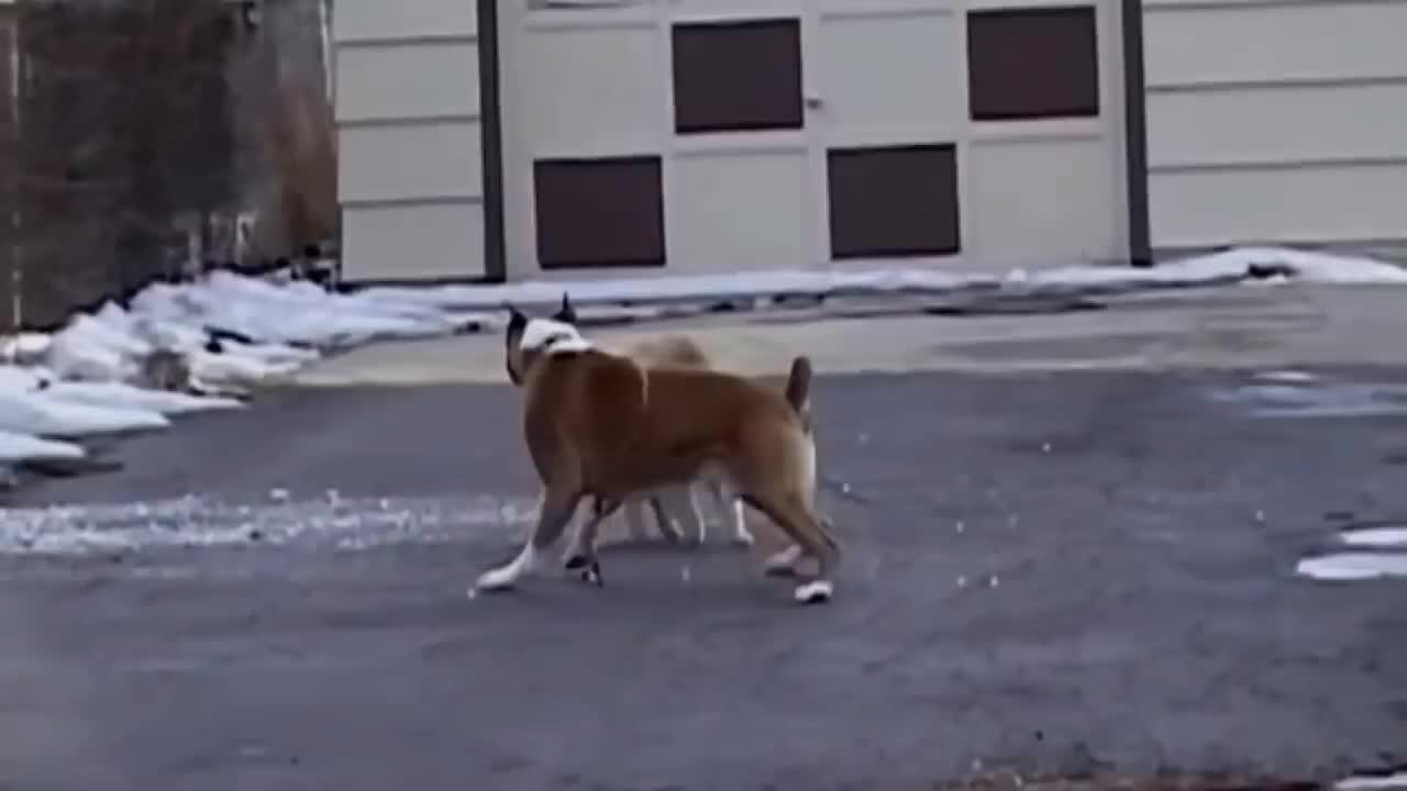 Dog VS crazy cat fight.