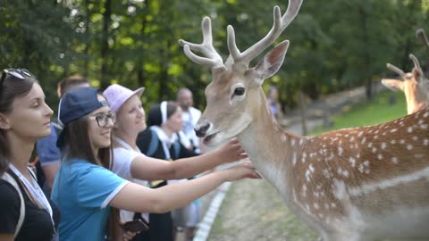 Visitors fed A Herd Of Dappled Deer at the Zoo