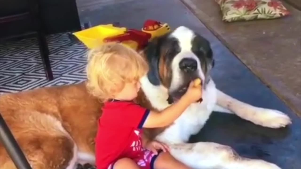 The dog saint bernard the rescue heroes best dog