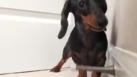Fun with Dog - Funny Dachshund