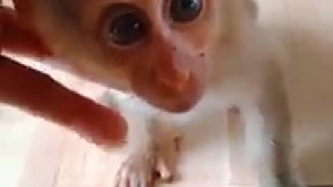 cute baby monkey