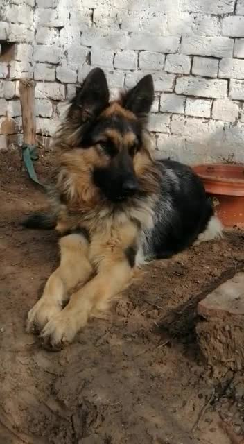 German shepherd my dog