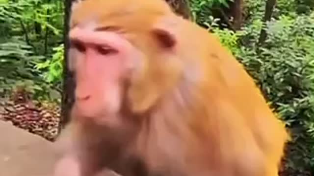 Another savage monkey