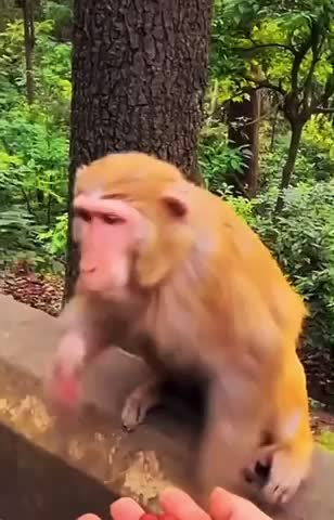 Another savage monkey