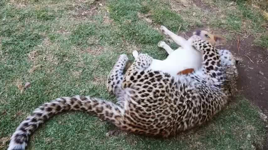 Puppy and Leopard best friends