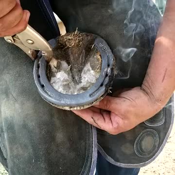 Great artistry of real horse shoeing