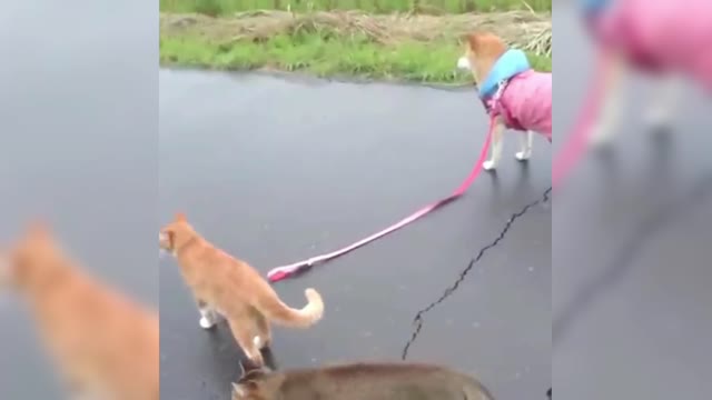 It's time for a walk, and the cat king will go out in person