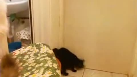 Cat opening door!